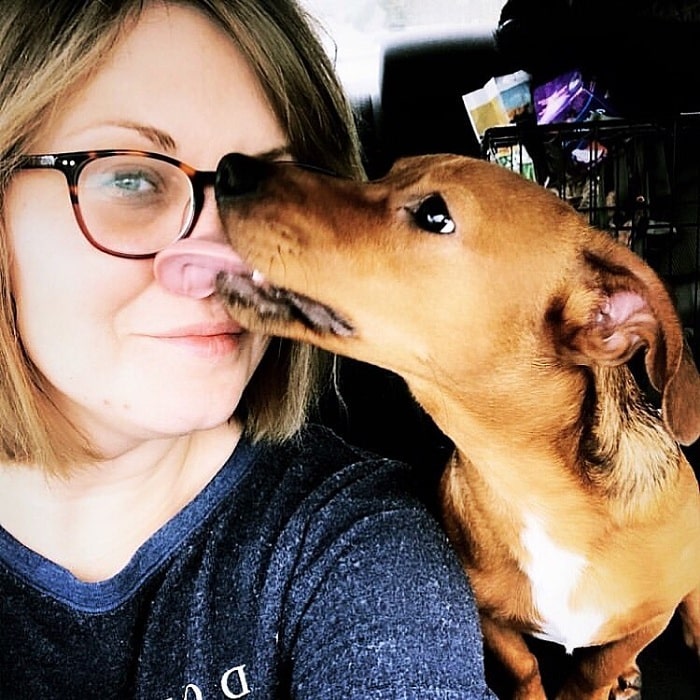 Jackshund licking its owner