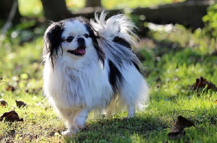 Japanese Chin walking on the field