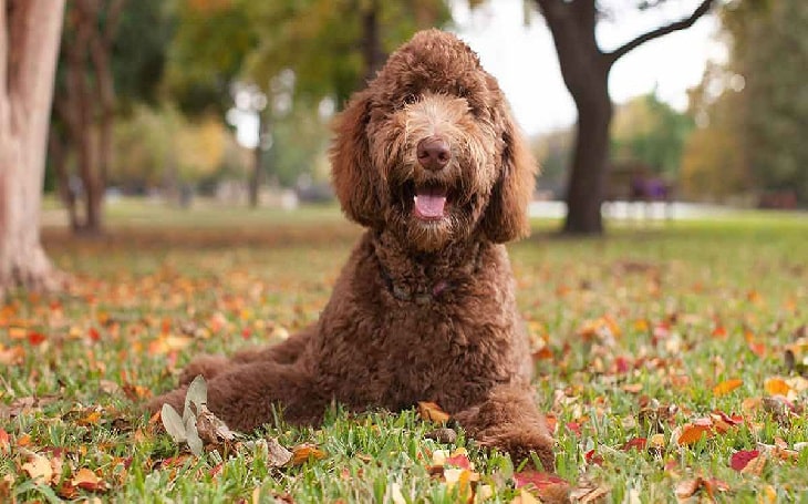 Labradoodle personality and temperment