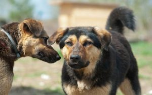 Mongrel dog behavior, training