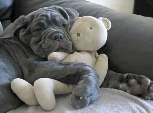 Neapolitian Mastiff hugging a teddy