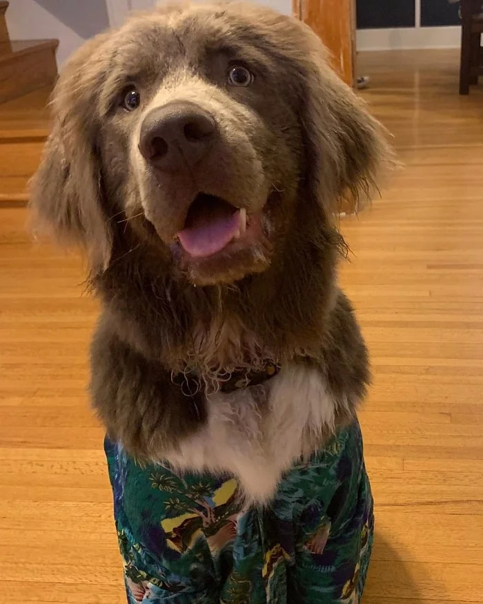 Newfoundland puppy sitting