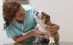 A vet examining a bulldog.