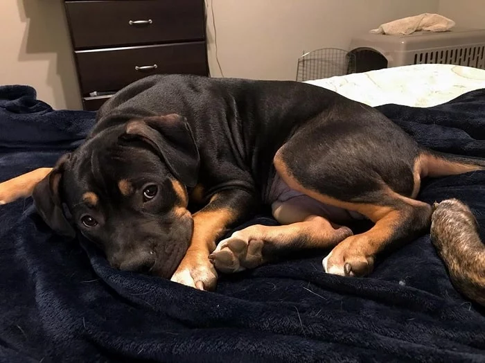 Pitweiler puppy laying on a cozy bed