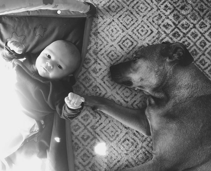 Pitweiler sleeping besides a baby