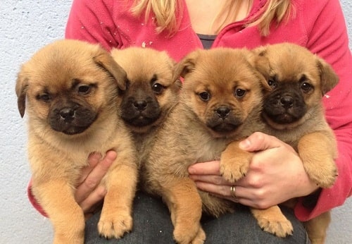 Pom-A-Pug puppies