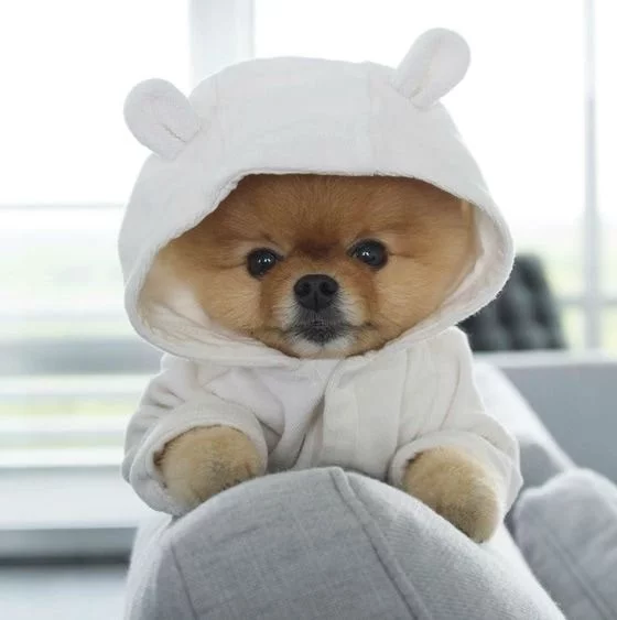 Pomeranian on a hoodie