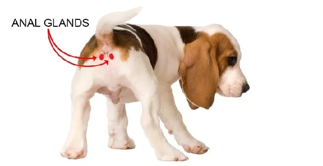 Position of anal glands in dogs