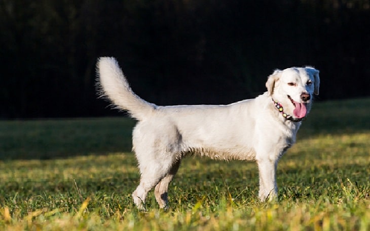 [Image: Pyrador-Great-Pyrenees-and-Labrador-Retriever-mix.jpg]