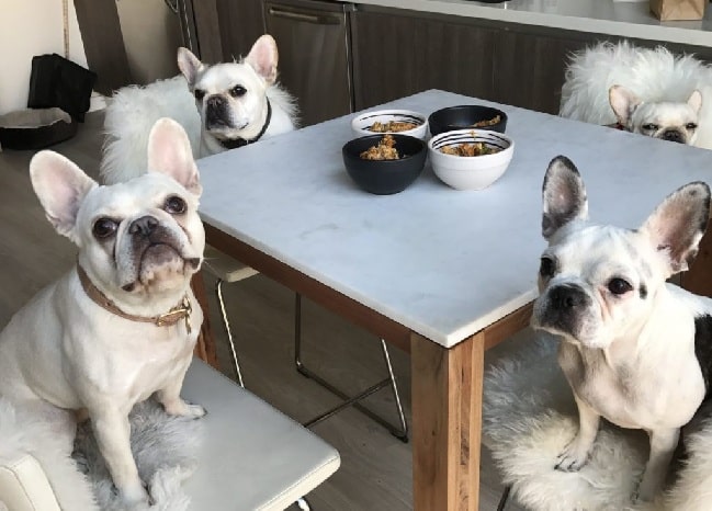 French Bulldogs ready to eat quinoa with salmon