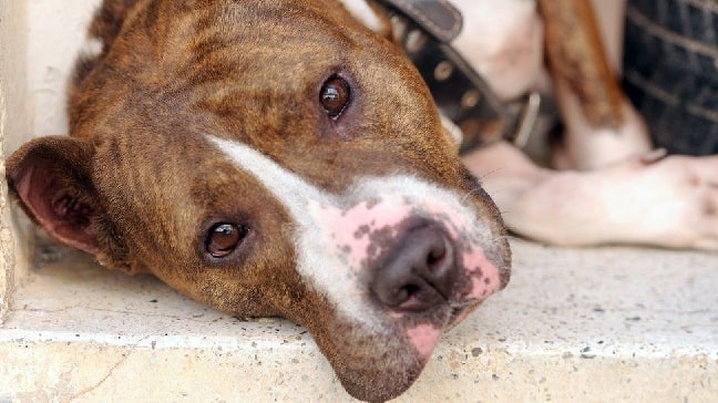 Red nose Brindle Pitbull