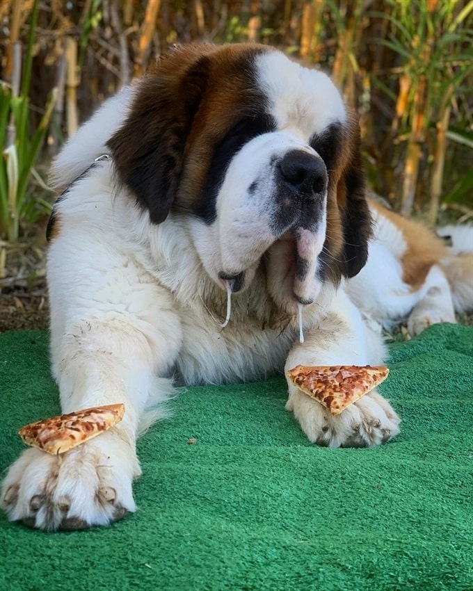 Saint Bernard holding pizzas in its paws