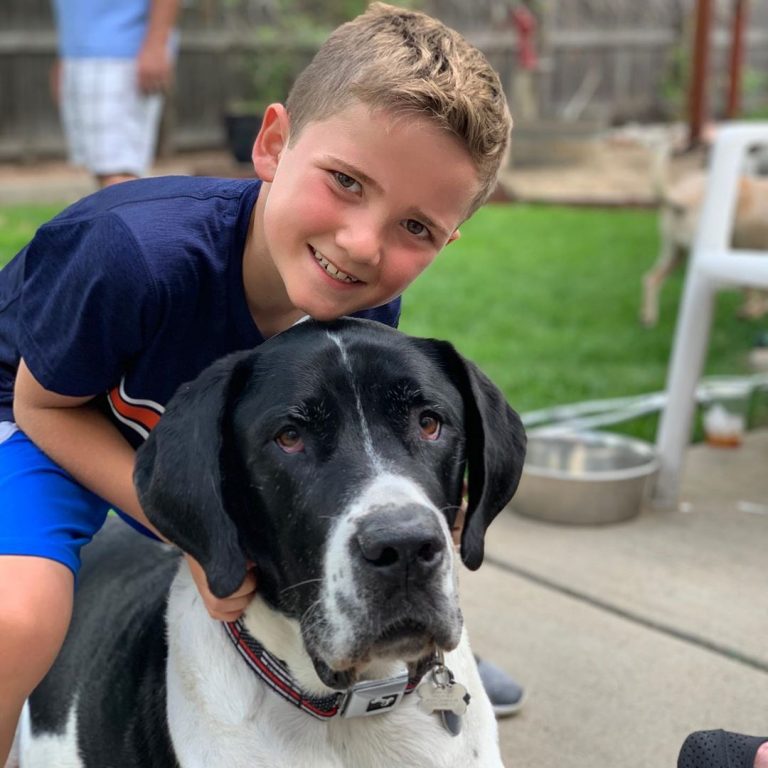 All About Saint Dane Dog Behavior, Trainability, Puppy, Price, Health