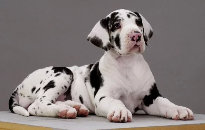 Saint Dane Puppy