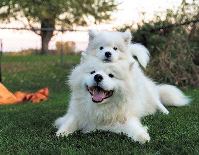 Samoyed with its cute puppy