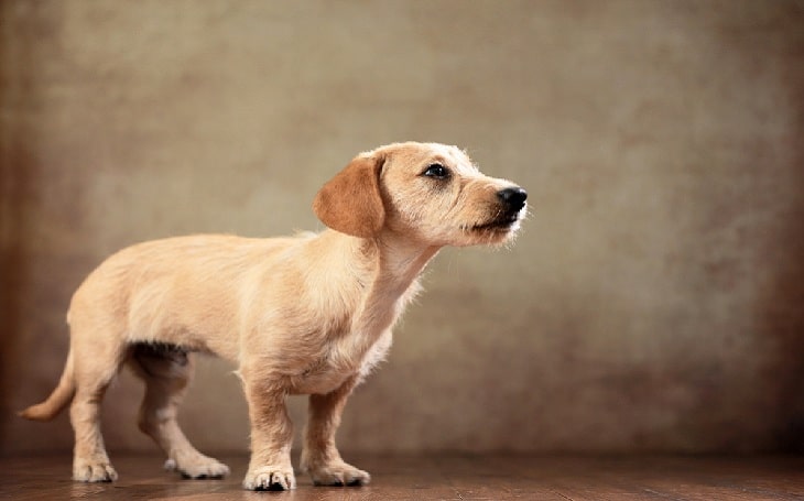 All About Schweenie Dog Photos Behavior Trainability Puppy