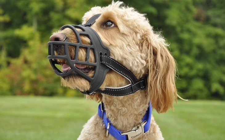 A large dog wearing muzzle.
