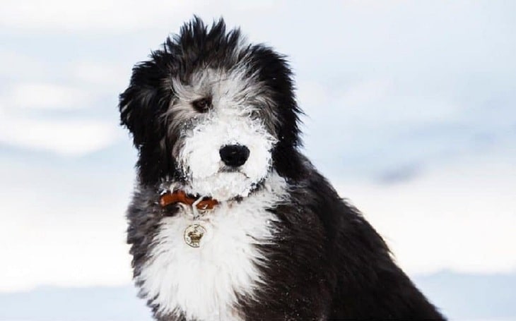 Sheepadoodle temperament and personality