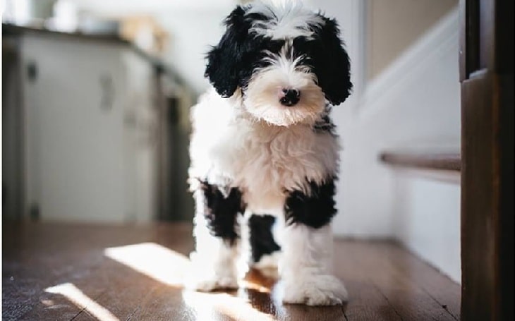 Sheepadoodle temperament behavior, and personality