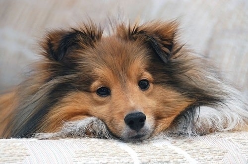 Shetland Sheepdog