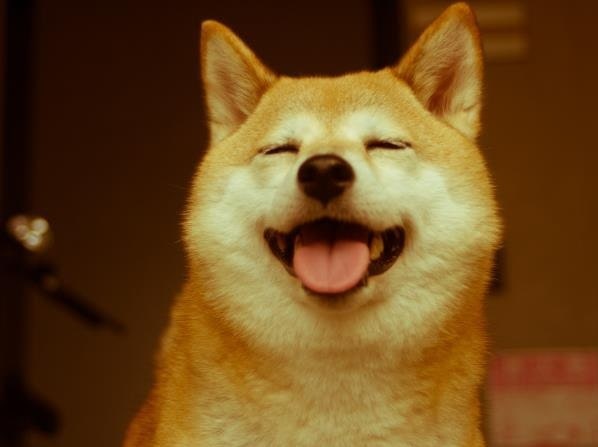 Shiba Inu cute face