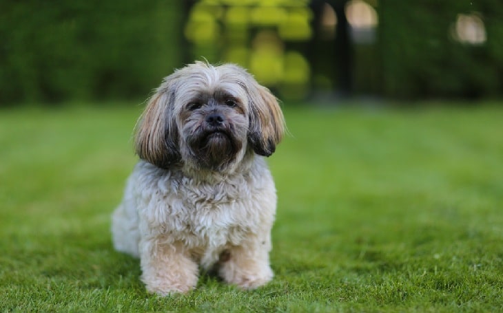 Lhasa shih best sale tzu mix