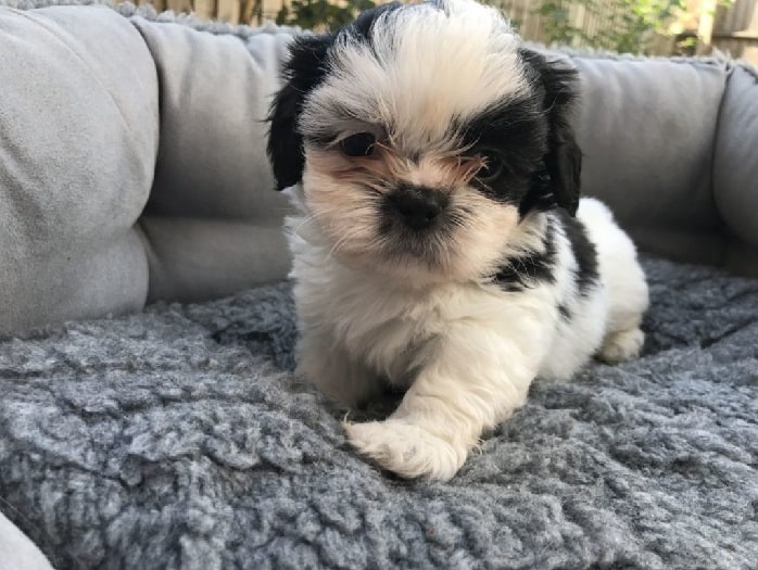 Shih Apso puppy