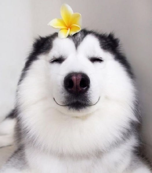 Siberian Husky meditating