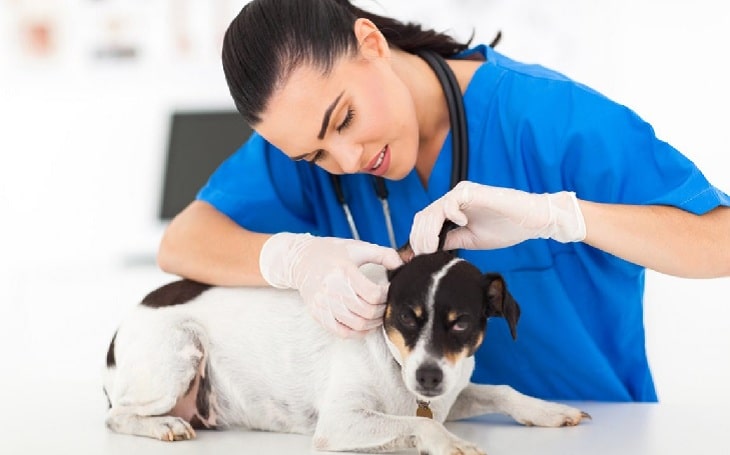 pictures of skin tags in a dogs mouth