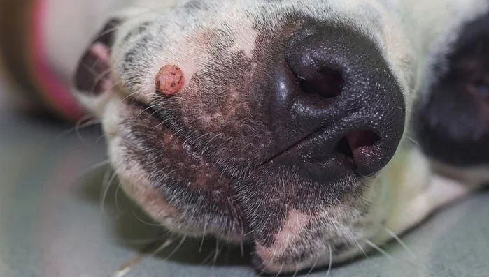 Skin Tags on the dog's mouth
