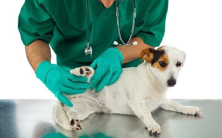 skin tags on dogs belly