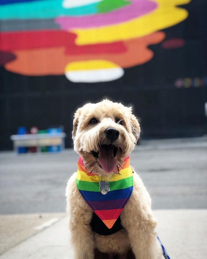 Soft Coated Wheaten Terrier