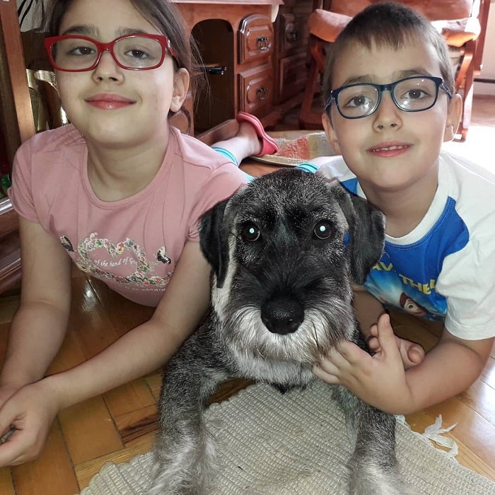 Standard Schnauzer posing for photo with children