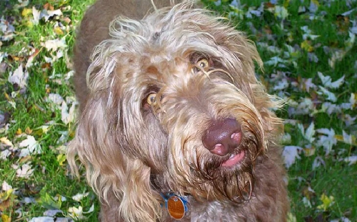 Weimardoodle personality, behavior, and temperament