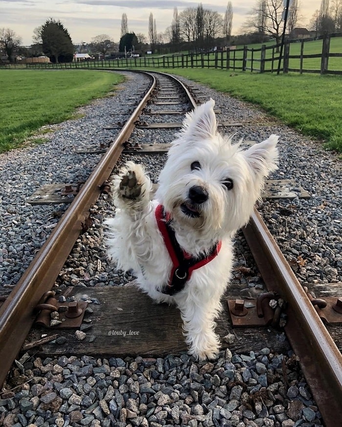 West Highland White Terrier giving a paw