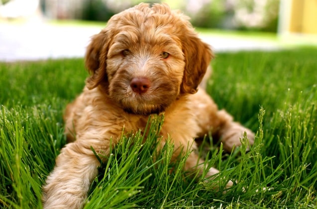 Whoodle puppy