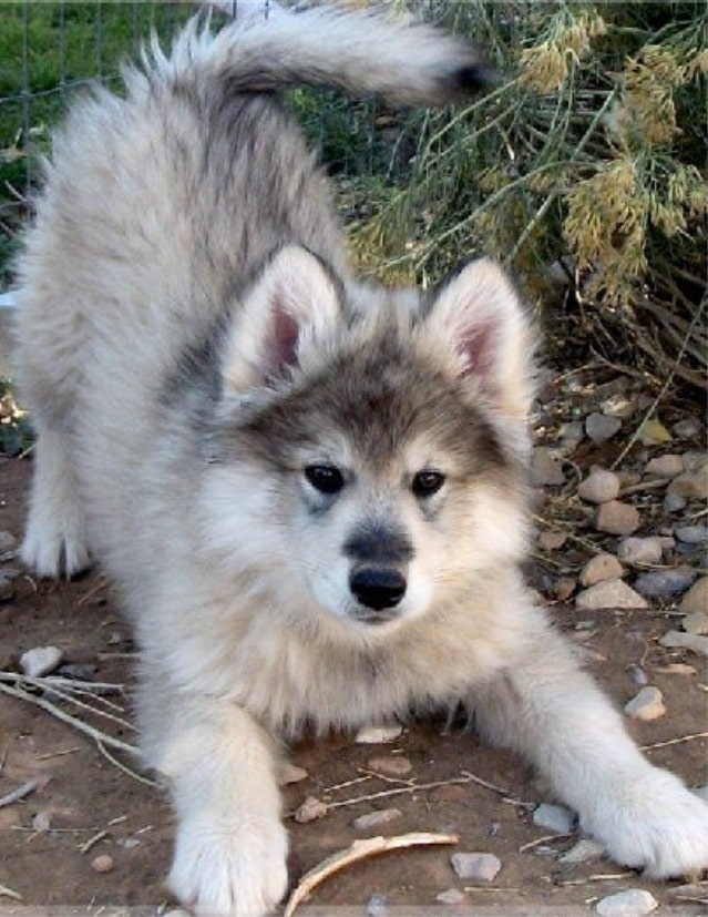 Wolamute puppy cost