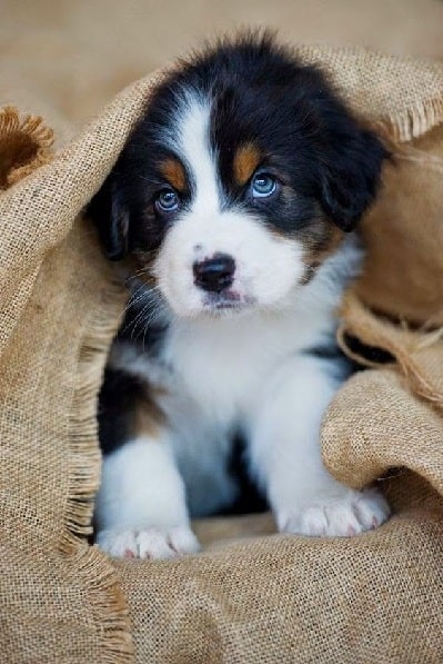 cute Bernese mountain Dog puppy