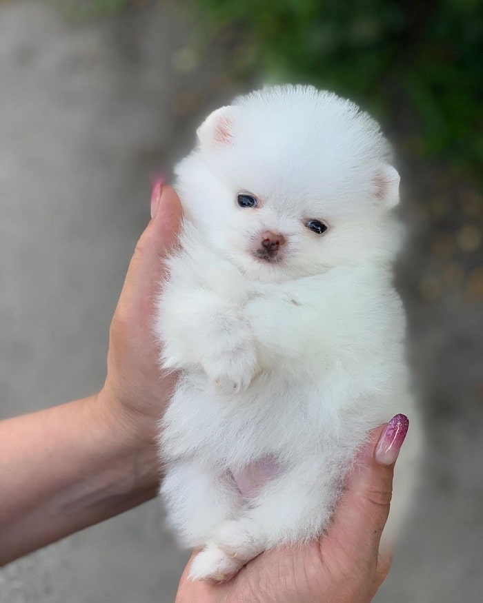 cute Pomeranian puppy