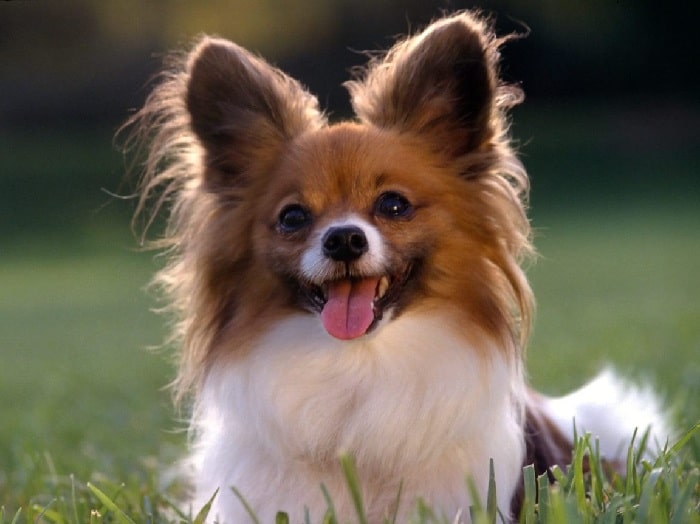 cute little Papillon