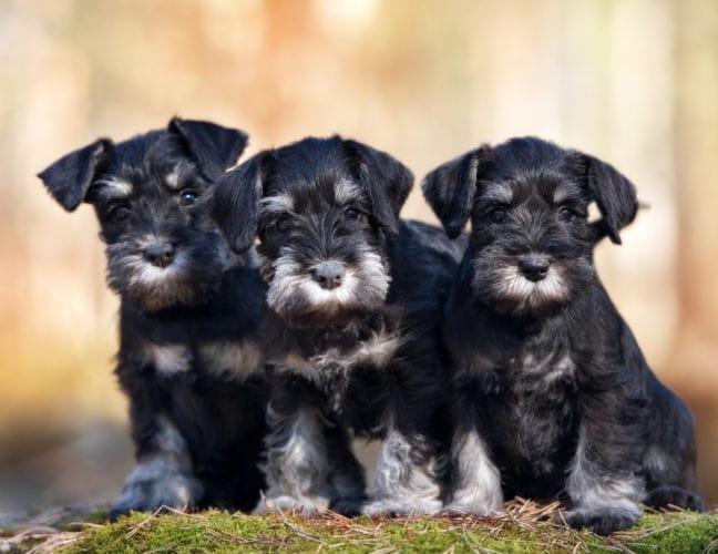 standard schnauzer puppies