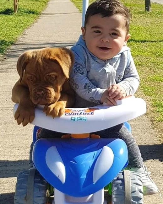 A Dogue de Bordeaux puppy and a baby boy playing