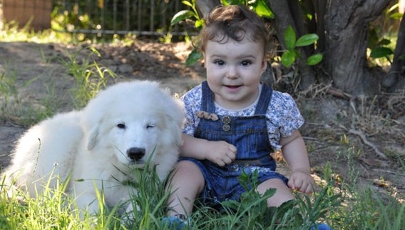 A baby and Maremma Sheepdog puppy sitting