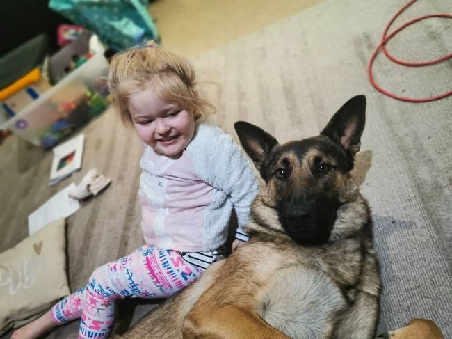 A baby girl and Dutch Shepherd playing