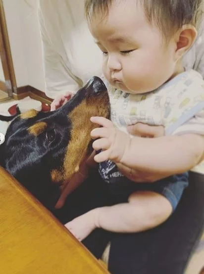 A baby patting German Pinscher