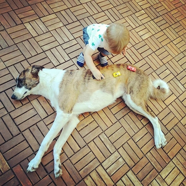 A baby playing with a Magyar Agar