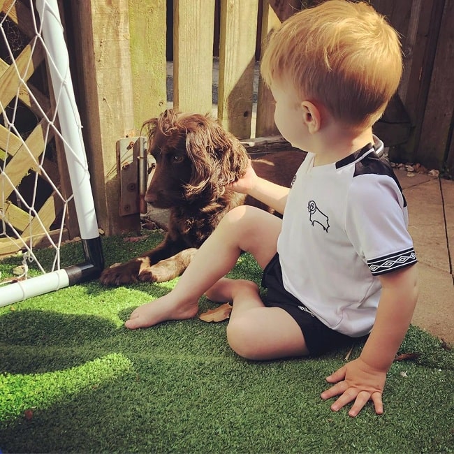 A boy and a Field Spaniel playing