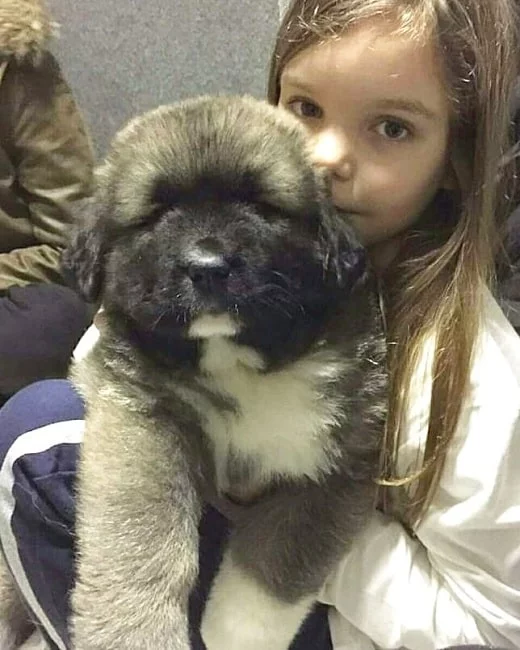 A girl and Caucasian Shepherd Dog puppy