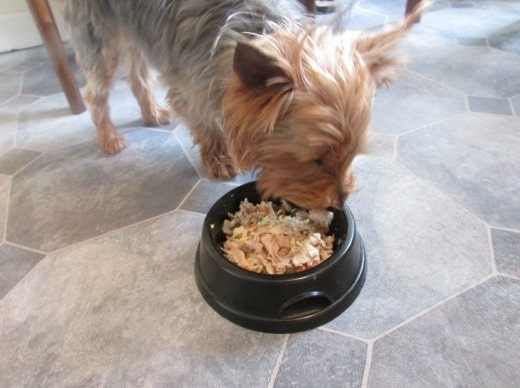 Australian Terrier eating