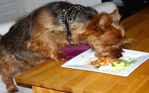 Australian Terrier feeding methods